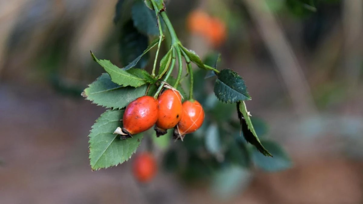 La rica campiña otoñal del Penedès