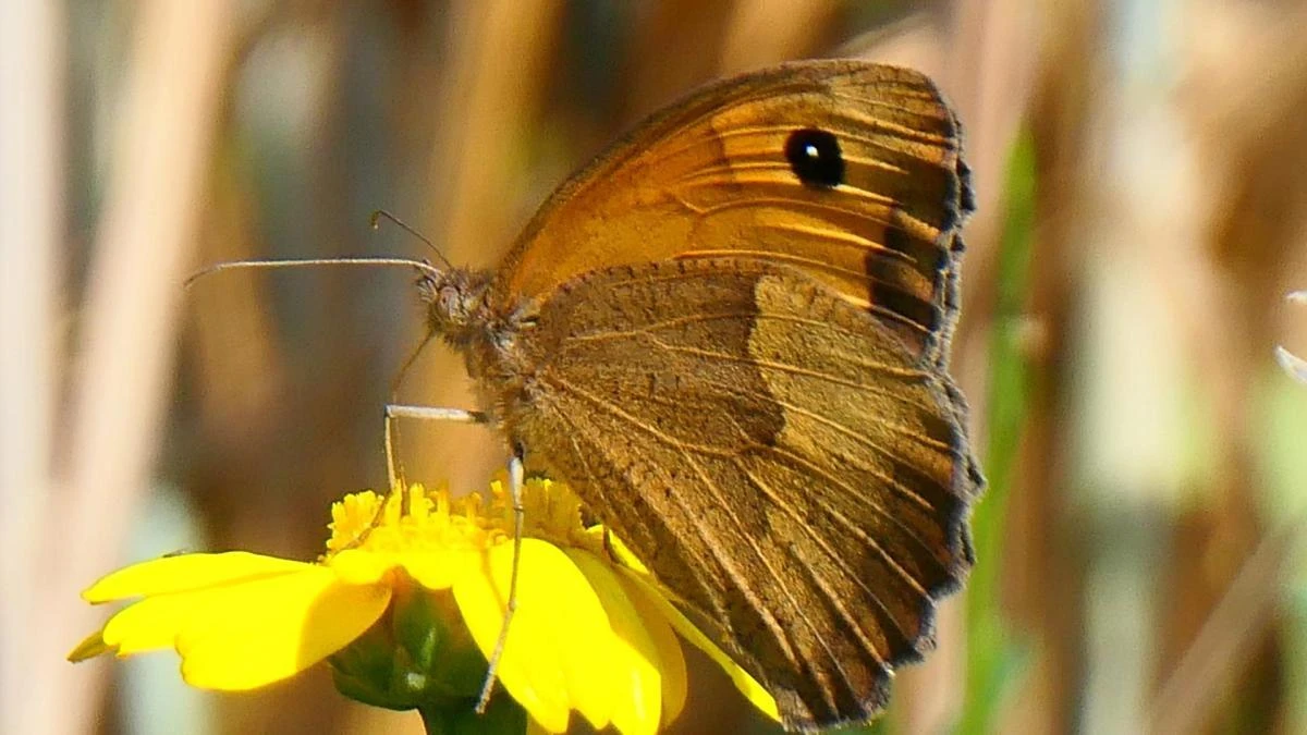 El declive de la mariposa loba