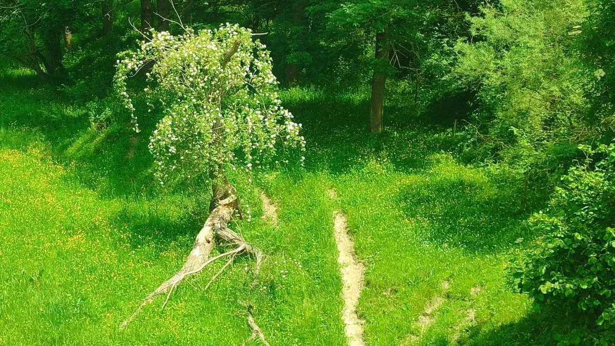 El árbol buscador de sombra