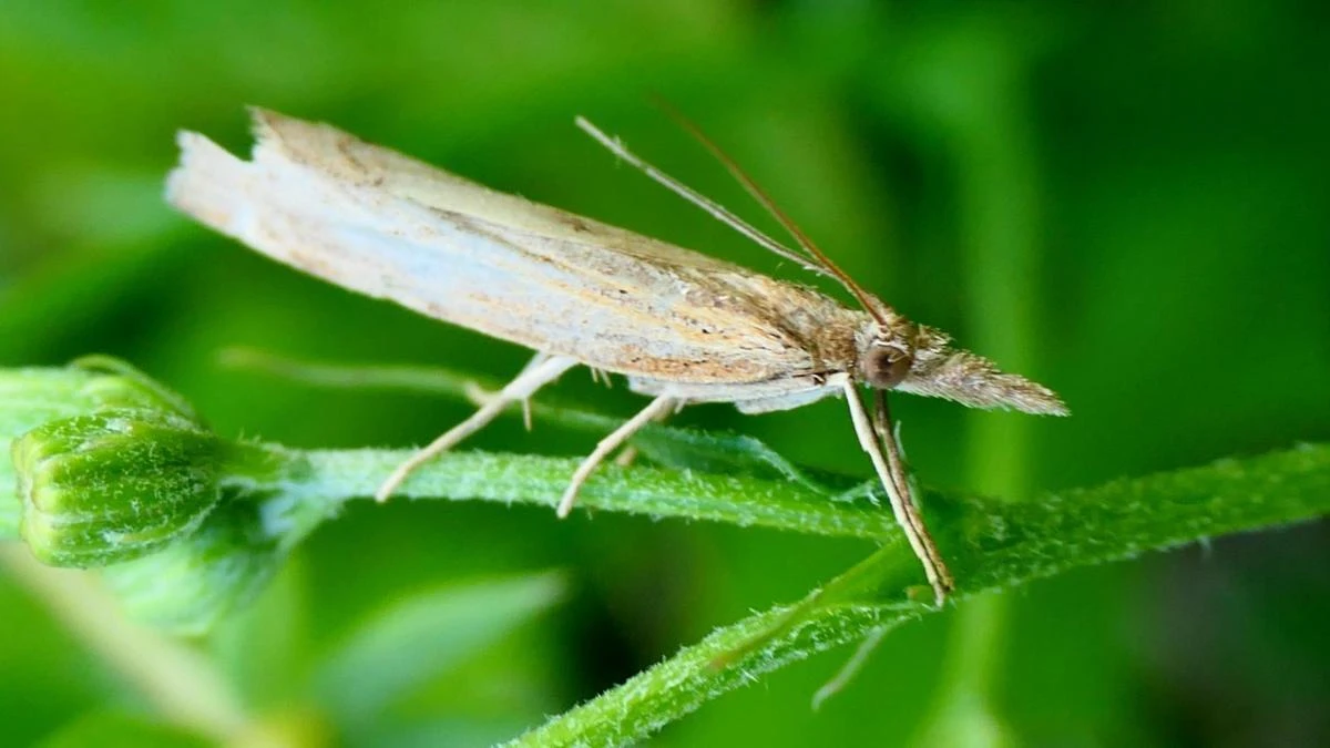 Seguro que has visto alguna vez esta polilla en casa cuando llega el verano