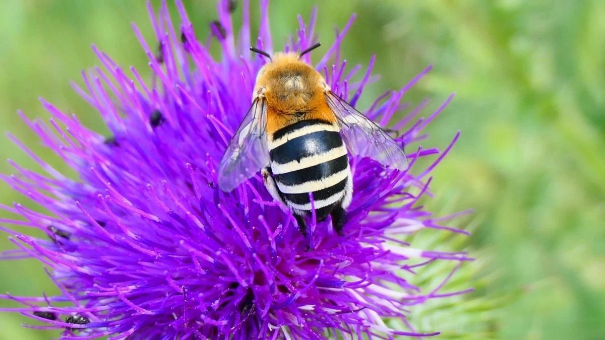 La estratégica abeja excavadora