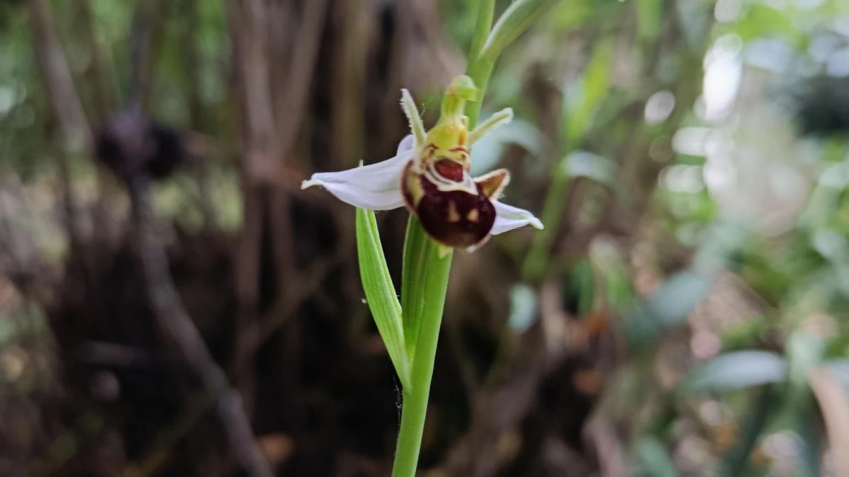 El disfraz de la orquídea abeja