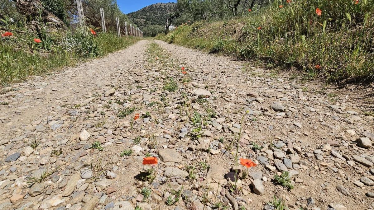 Amapolas hasta de entre las piedras