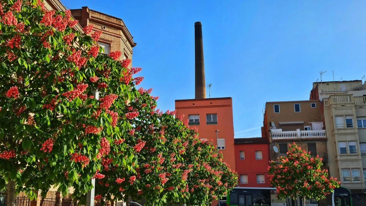 Florecimiento de la Alcoholera de Cal Cura