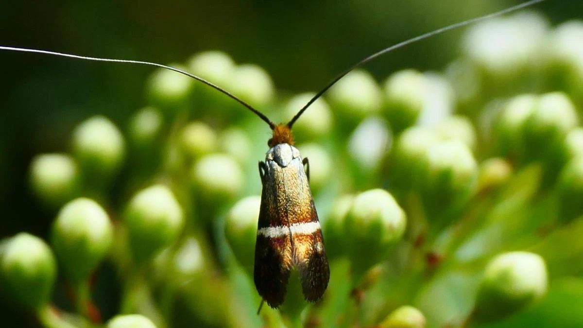 La primitiva polilla longicornio