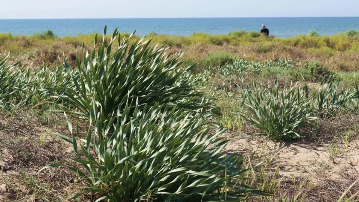 Esplendor primaveral en las dunas de la playa de Gavà