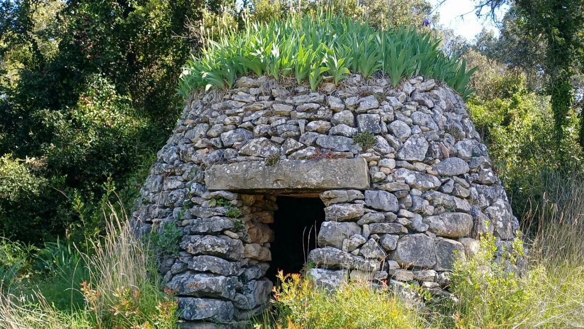 La corona de la barraca de viña