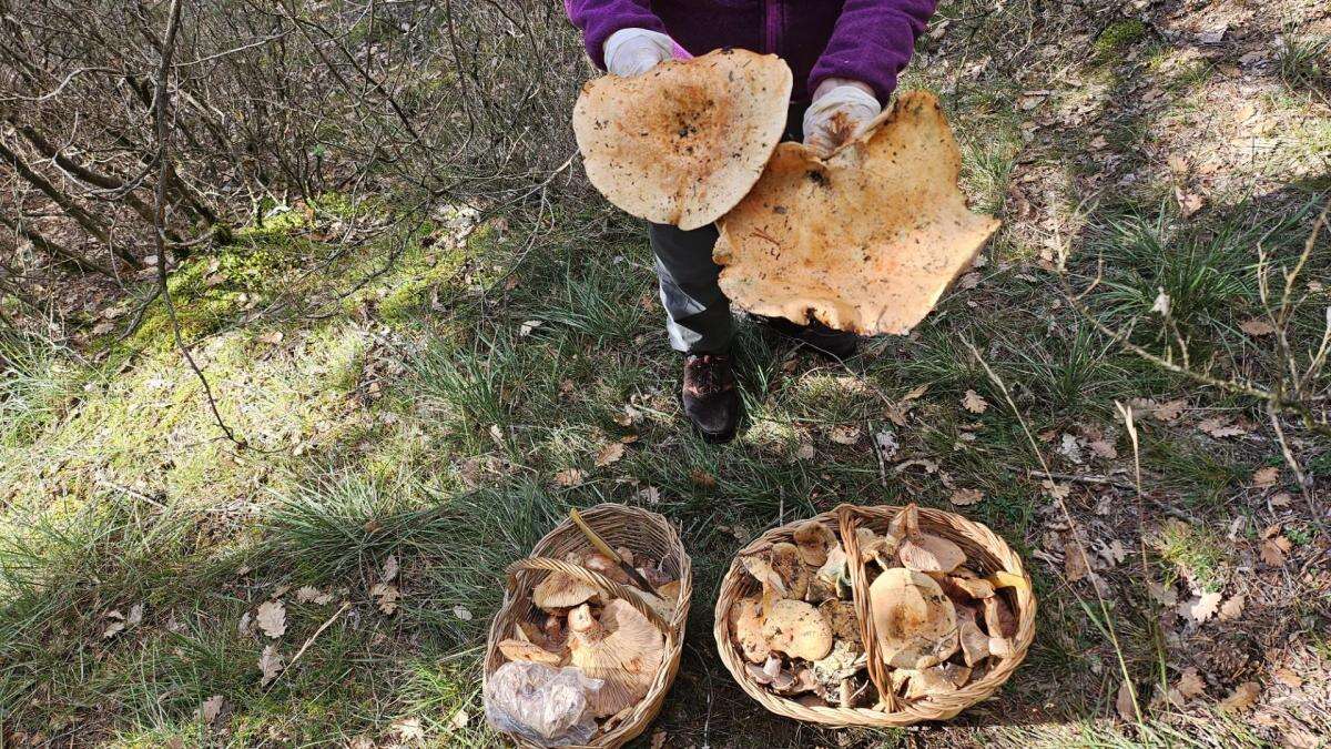 ¿Cuáles son las mejores rutas para encontrar setas en los bosques del Berguedà?