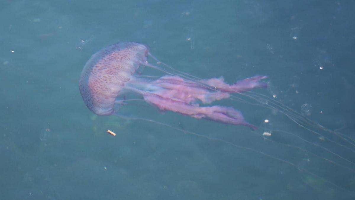 Las medusas toman las aguas de Llafranc