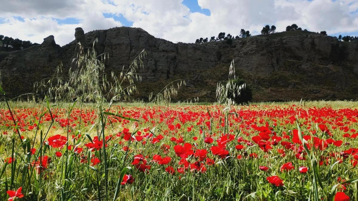 Monet en el Parque del Sureste