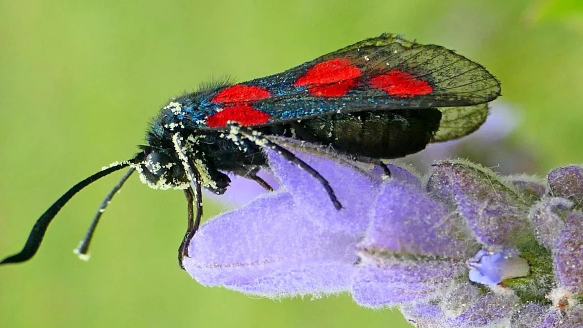 La guerra química de la mariposa gitanilla