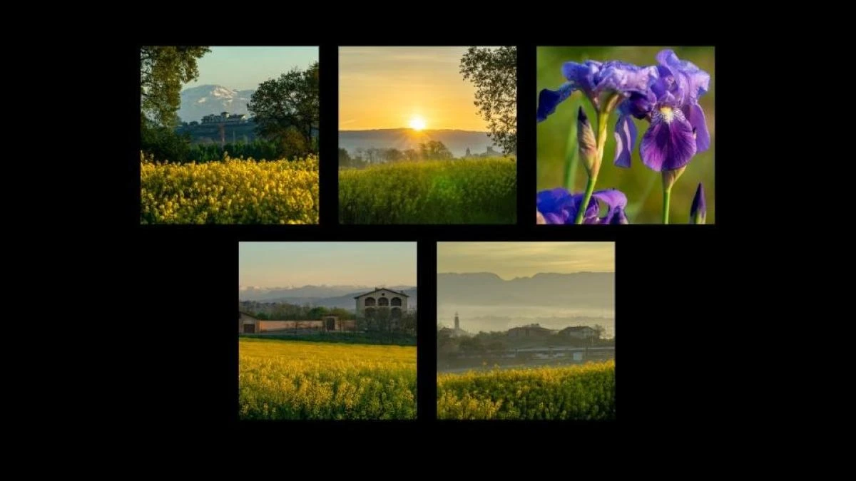 El rocío primaveral en los campos de Osona