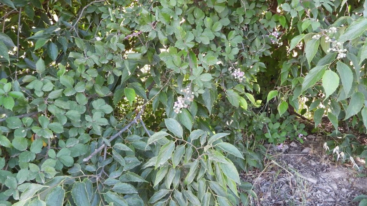 Reto visual: ¿Eres capaz de ver a la abeja y al escarabajo en menos de 30 segundos?