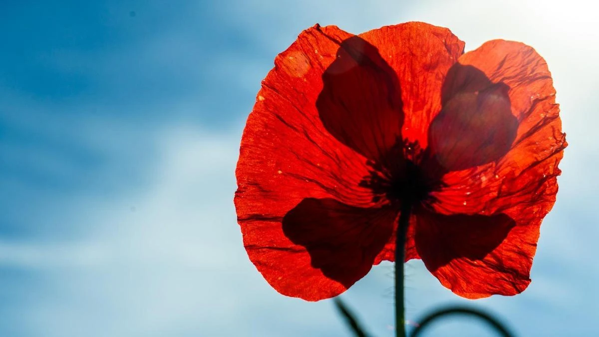 La primavera al rojo vivo