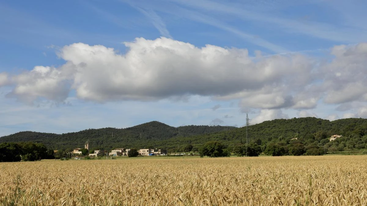 Los campos dorados de Llofriu
