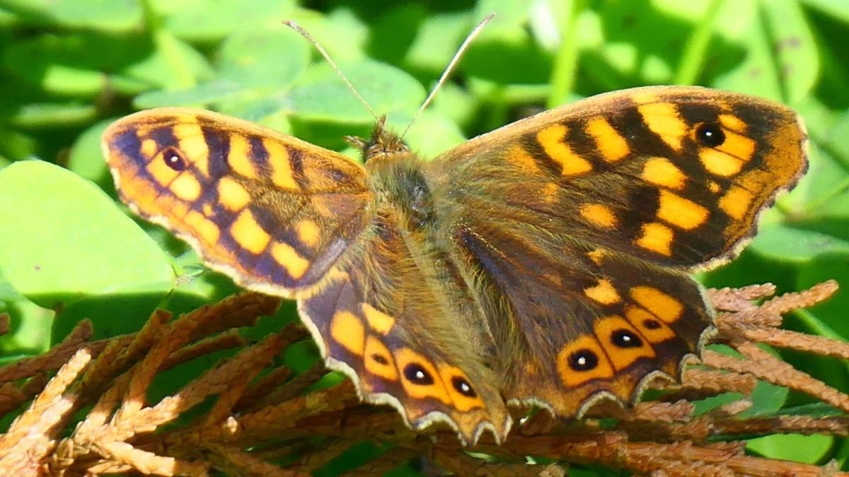 ¿Por qué la ondulada es la mariposa del 2026?