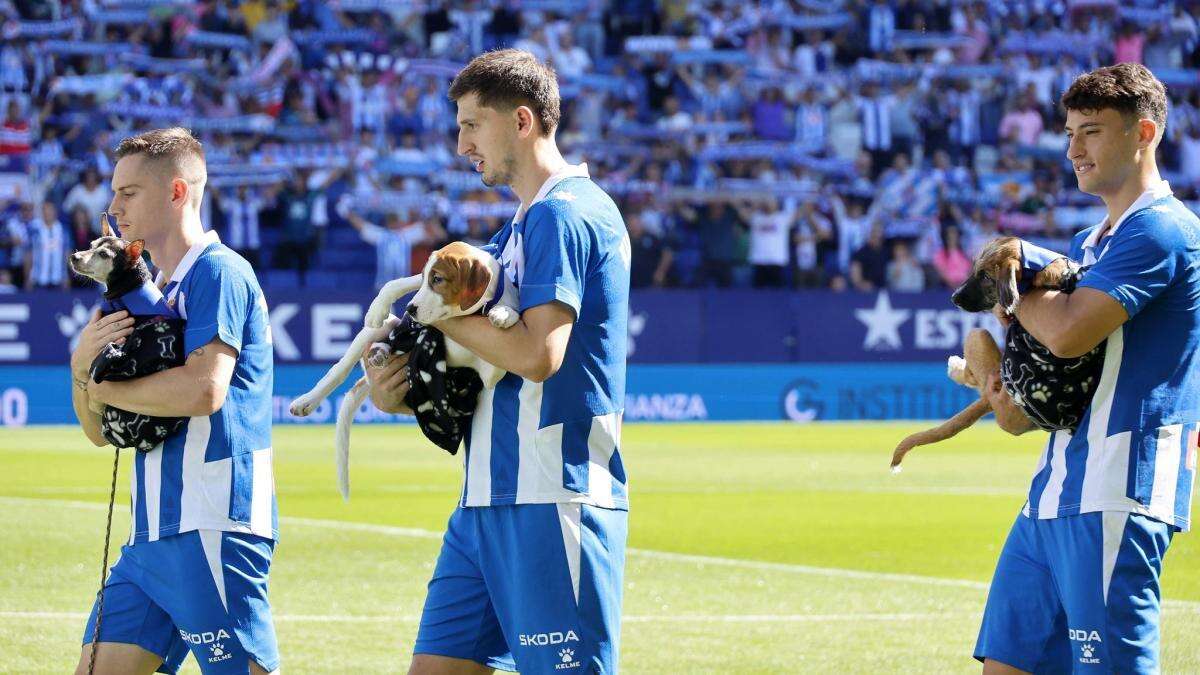 El bello gesto del Espanyol: los jugadores saltan al campo con 11 perros sin hogar