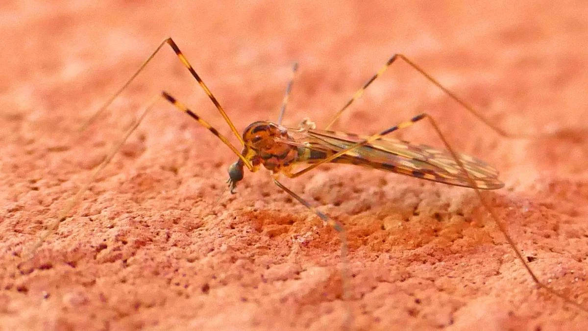 El falso mosquito gigante