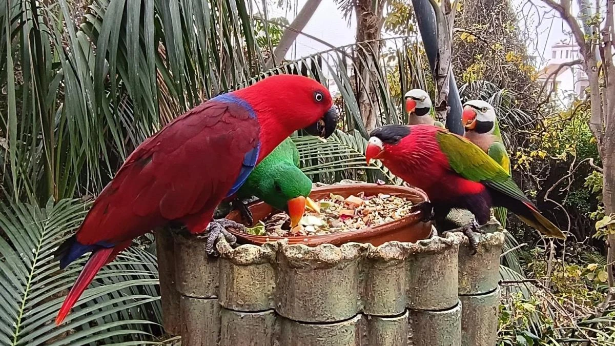 El parque de los loros en Tenerife
