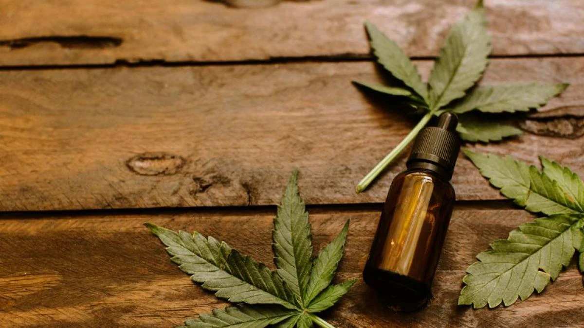Luz verde al cannabis medicinal para pacientes oncológicos, epilepsia y dolor extremo