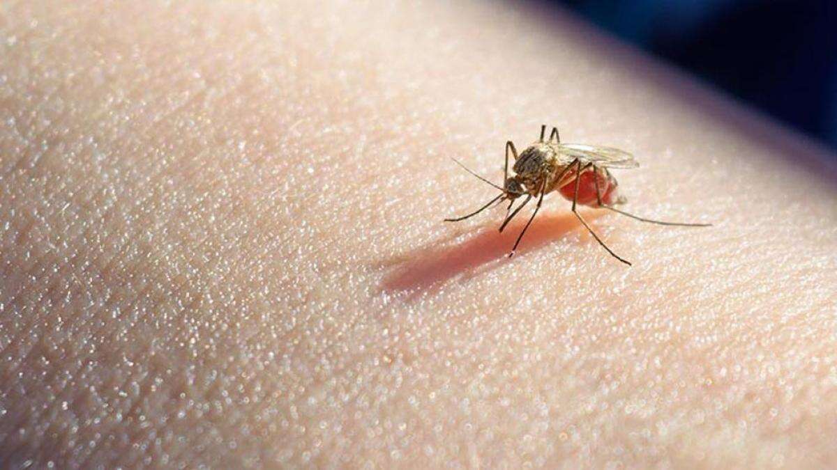 Paludismo o malaria: qué es y cómo prevenir y tratar esta enfermedad