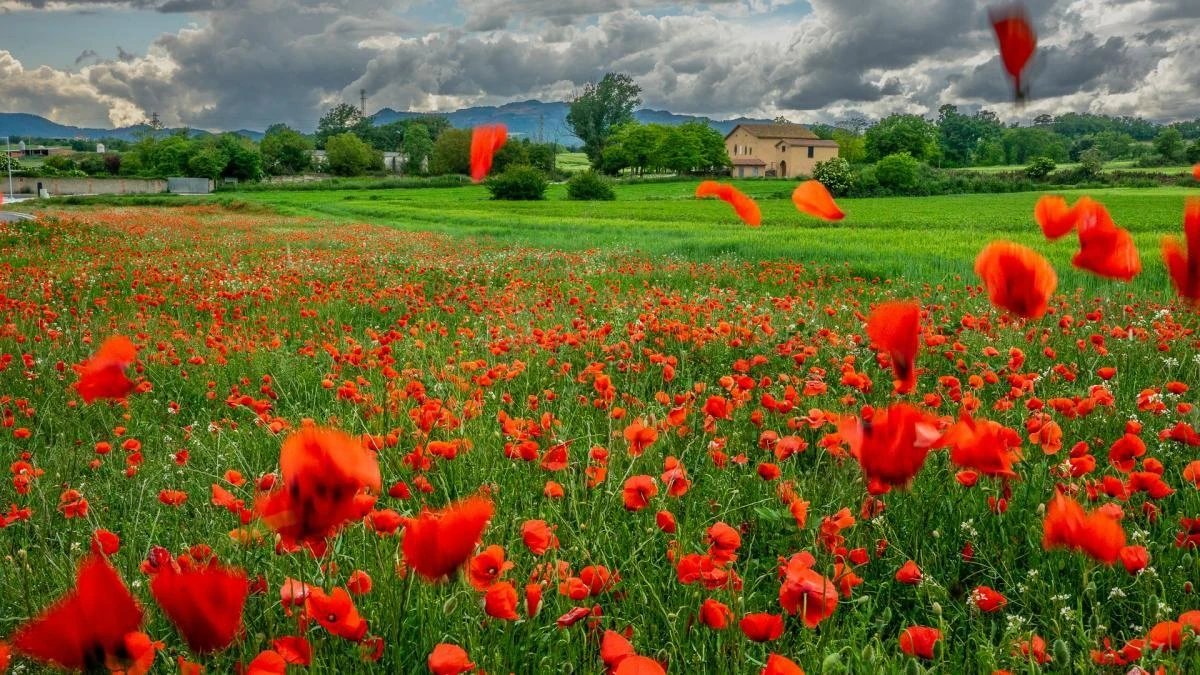 El lucimiento de la primavera en Osona