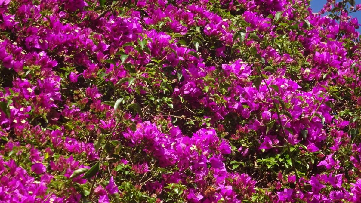 Reto visual: ¿Eres capaz de ver la mariposa en menos de 30 segundos?