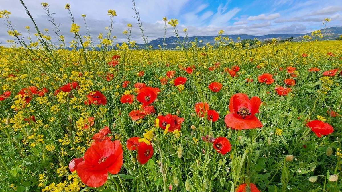Primavera de mostaza con amapolas