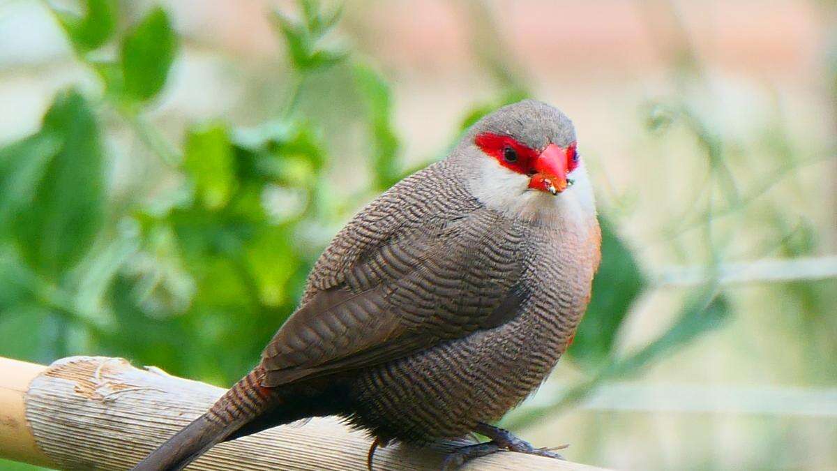 ¿Has visto alguna vez el pajarito del antifaz rojo?