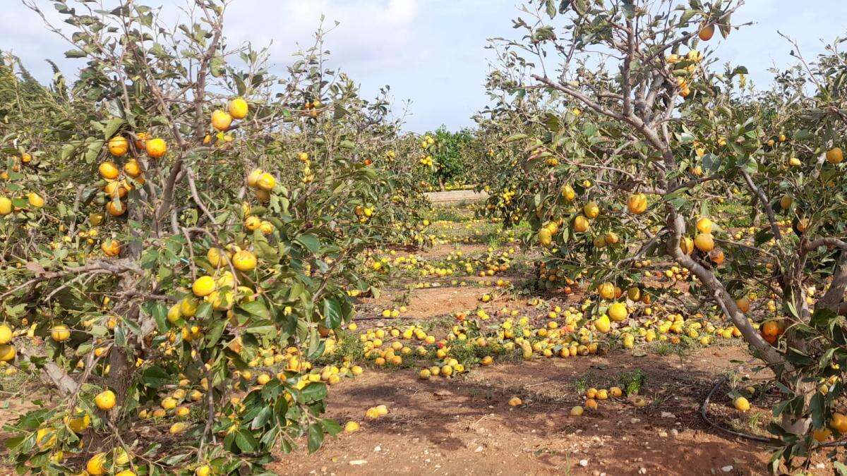 La dana perpetúa las necesidades del campo valenciano en un año marcado por las protestas