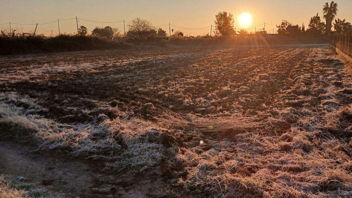 Campos helados en el Baix Llobregat