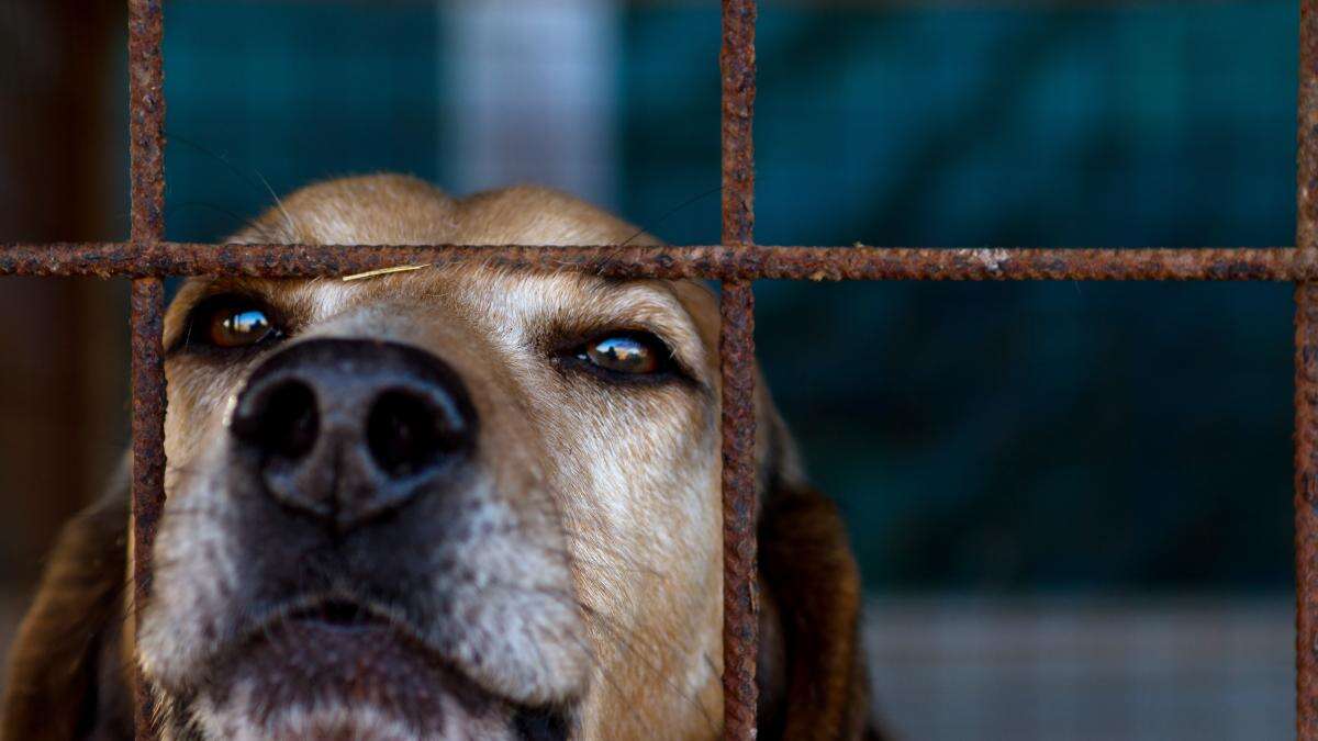 Uno de cada doce testamentos en Catalunya ya incluye a las mascotas