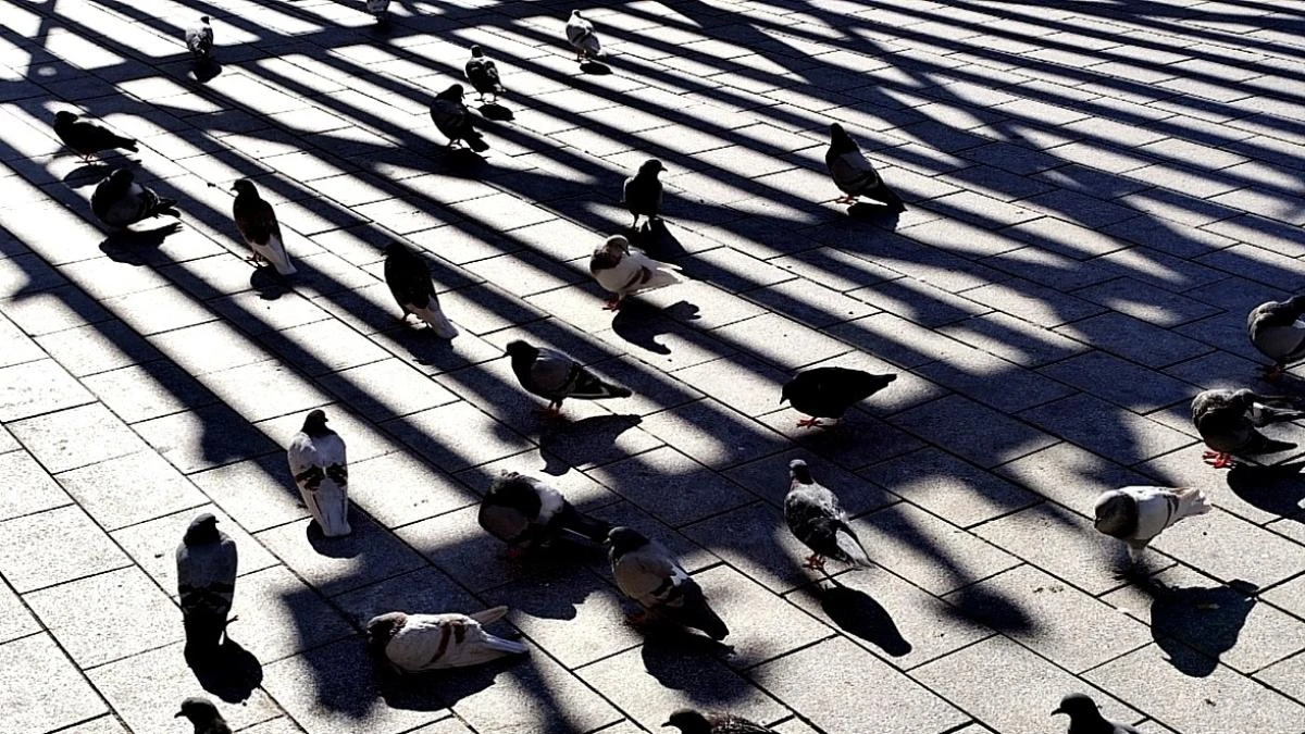 Palomas, ¿símbolo de paz o plaga urbana?