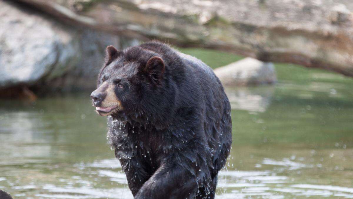 Muere un cazador al caerle encima un oso herido de bala desde un árbol