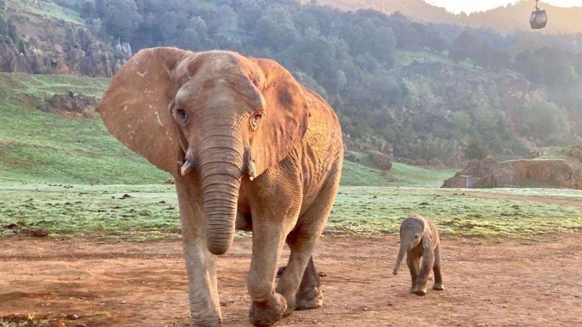 Un elefante ataca y mata a un turista en Sudáfrica mientras intenta salvar a sus nietos: “Lo embistió y pisoteó”