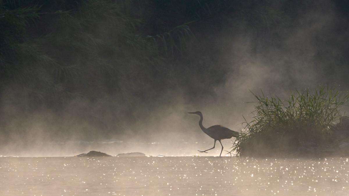 Las aves fantasma del río Ter