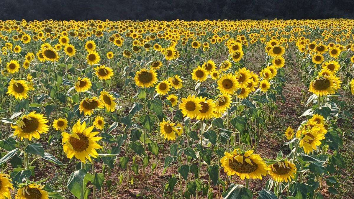 Los resilientes girasoles de La Barata