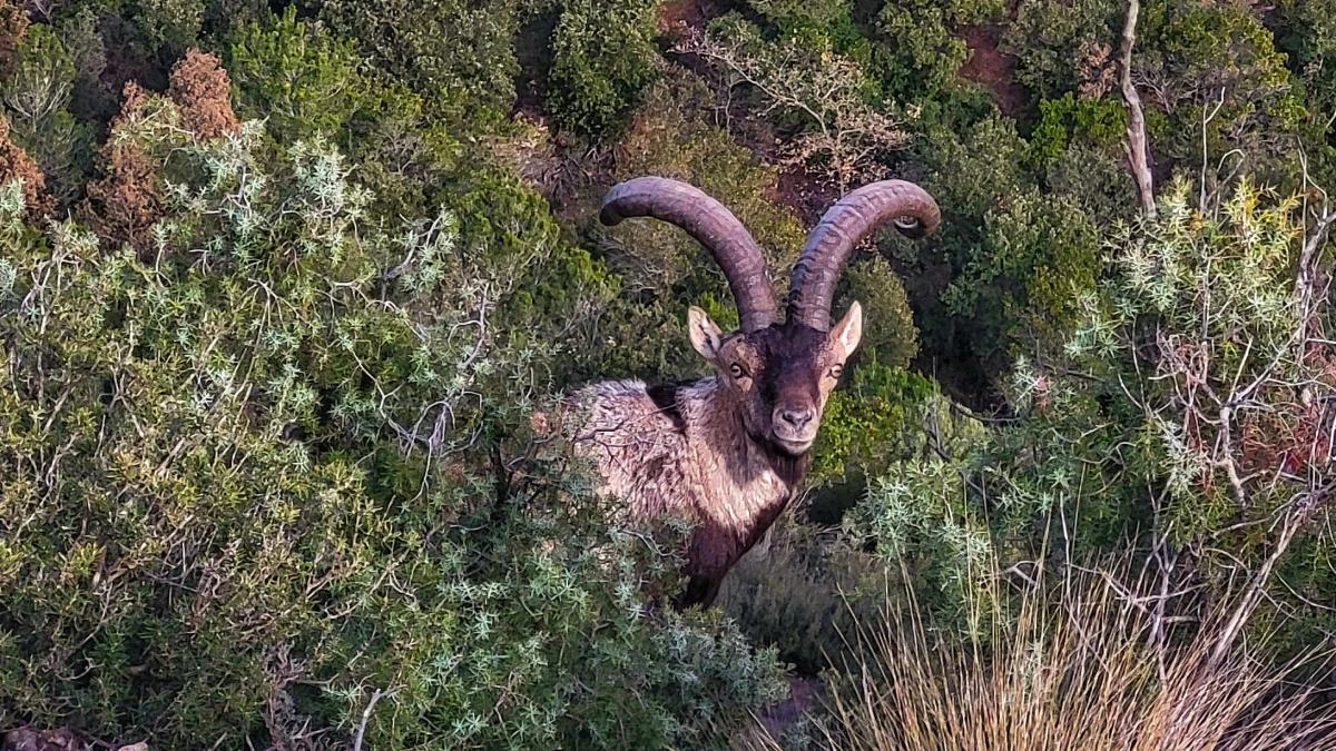 Encuentros con cabras salvajes en Montserrat
