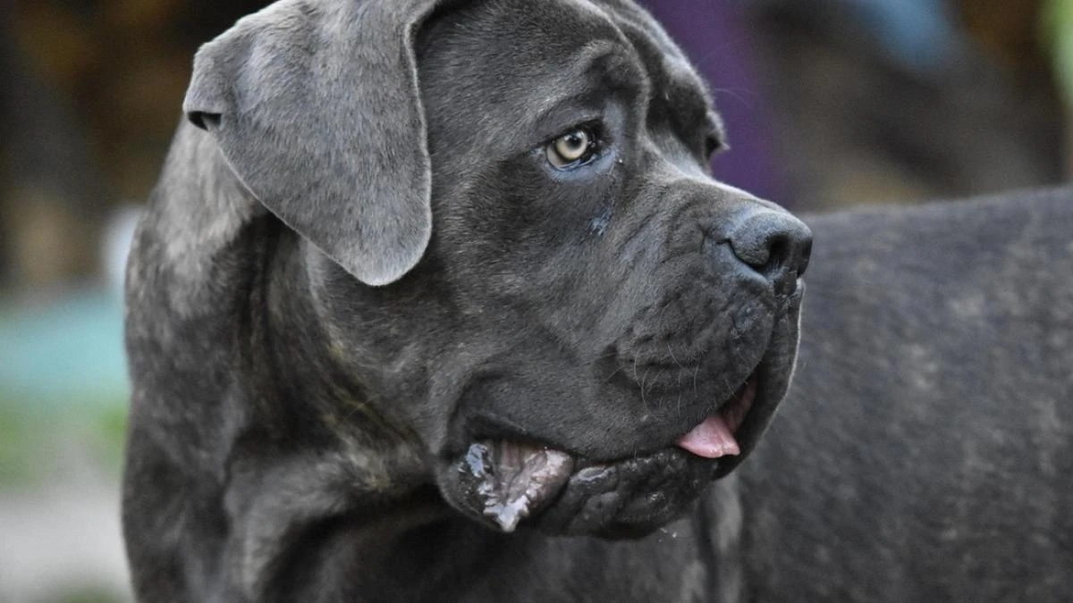 Un mastín italiano ataca a un bebé: la dueña enfrenta cargos por no controlar a su mascota