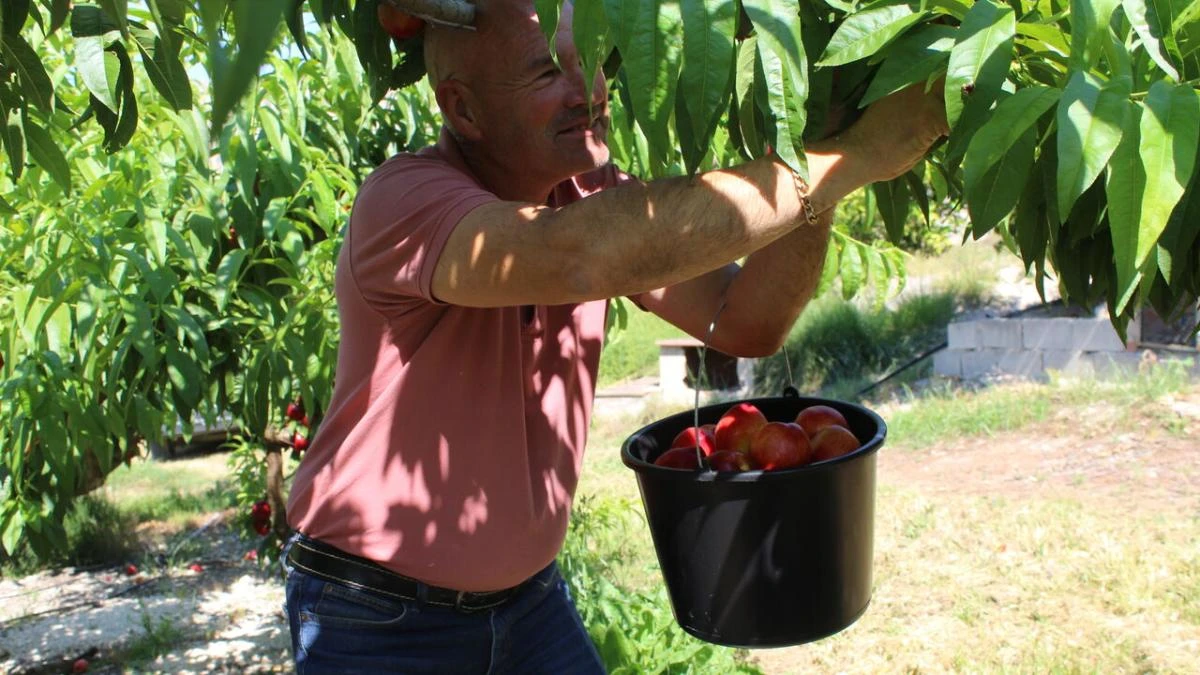 Fruta en el mercado cuatro veces más cara que en el campo valenciano: “así no podemos”