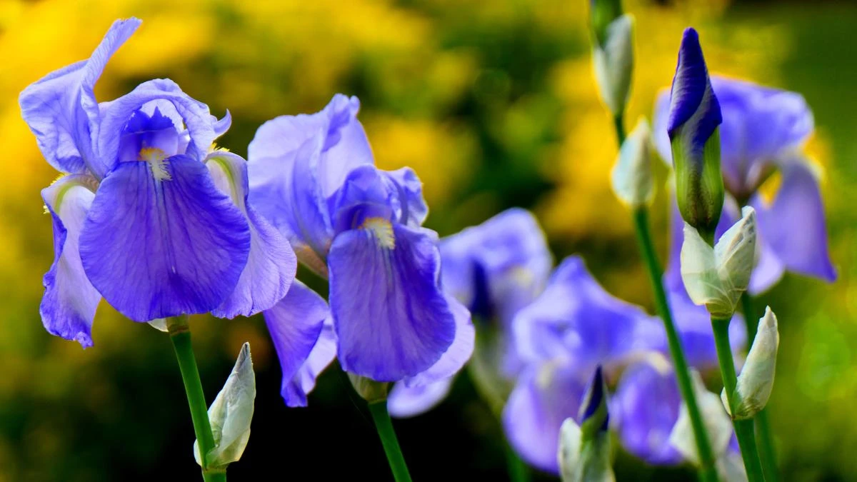 ¿Sabías que los emblemáticos 'Lirios' de Van Gogh eran originalmente violetas?