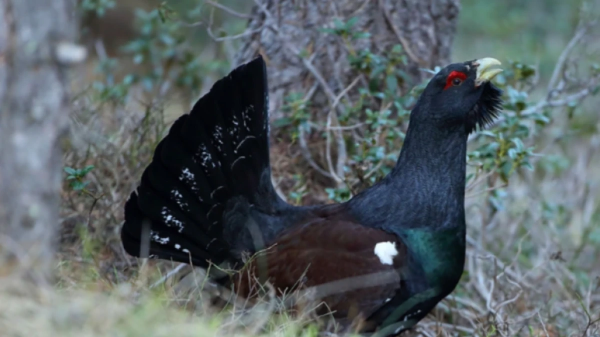 Los Agentes Rurales denuncian a 2 personas por fotografiar el urogallo en libertad: ¿por qué pueden multarlos con hasta 200.000 euros?