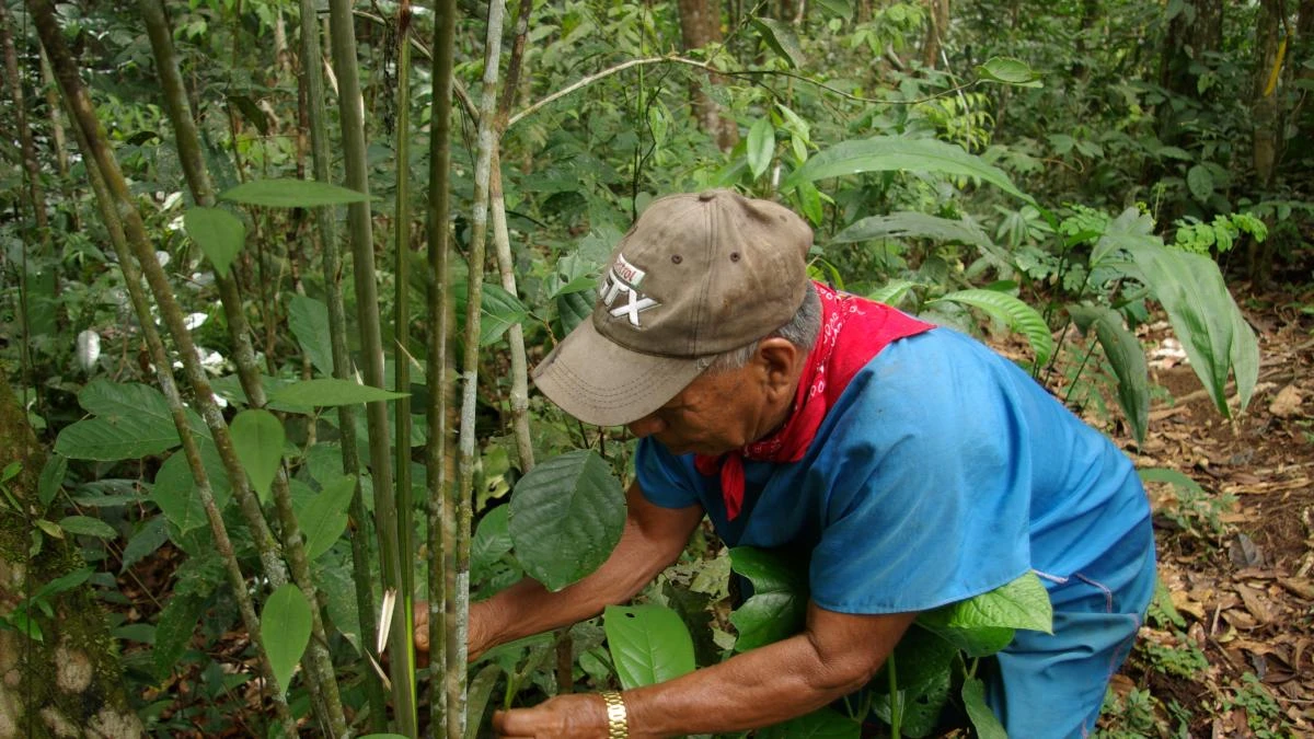 El saber medicinal indígena se pierde al extinguirse las lenguas