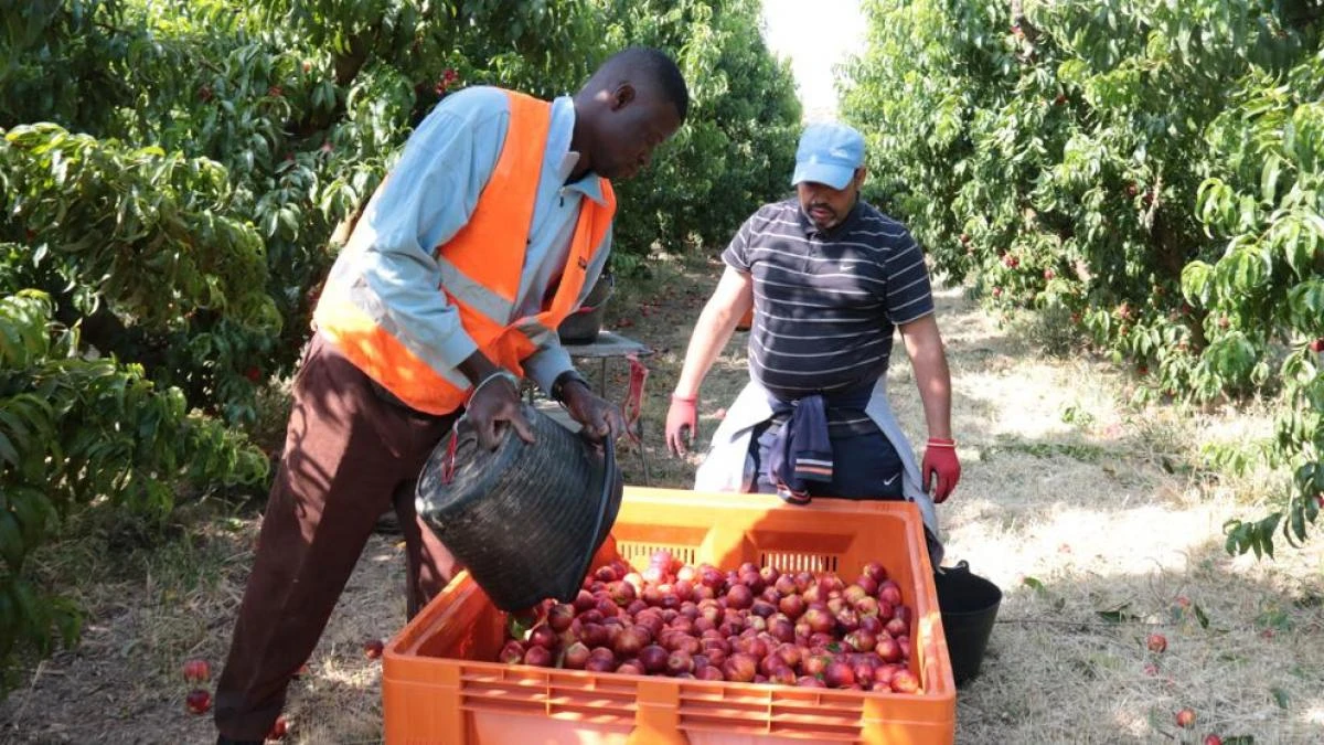 Muere un temporero sin papeles en Fraga tras sufrir un golpe de calor mientras recogía fruta