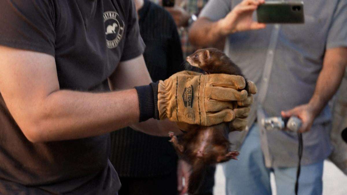 Marsella utiliza hurones para acabar con las ratas