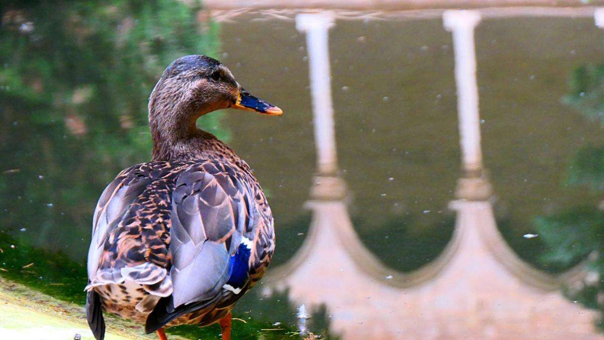 La patita triste regresa al monasterio de Pedralbes sana y salva cuatro meses después