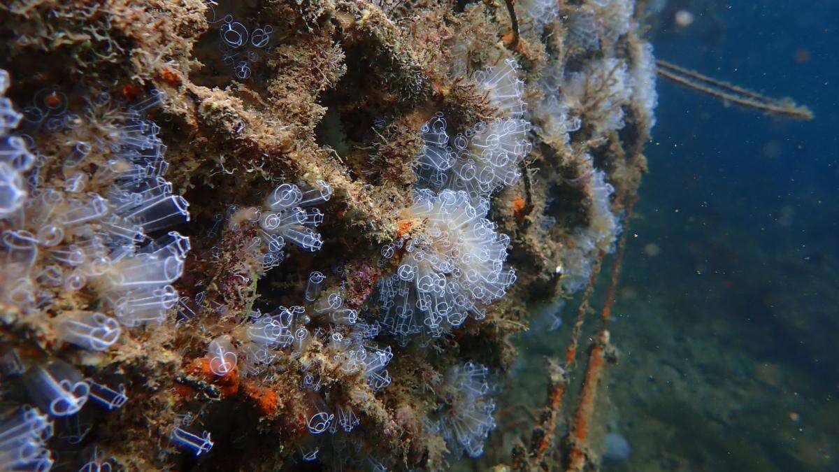 Baleària y el puerto de Dénia instalarán micro arrecifes para restaurar la biodiversidad marina