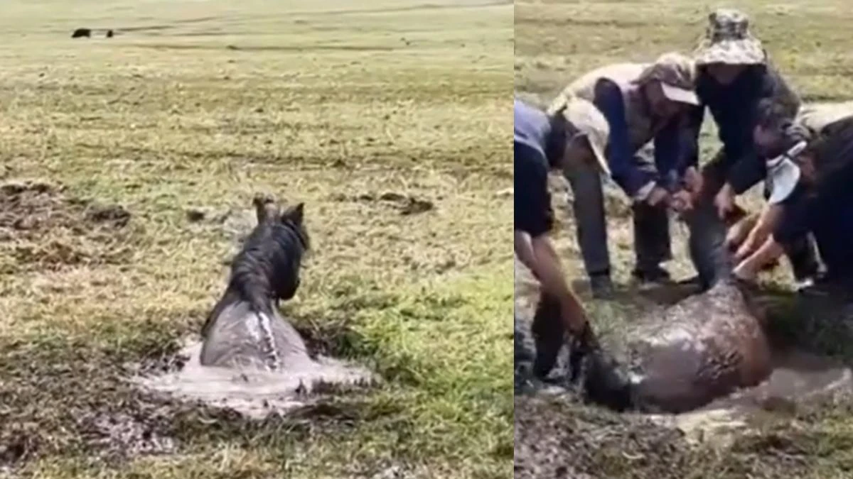 Agónico rescate de un caballo a punto de morir atrapado en un pantanal de barro helado