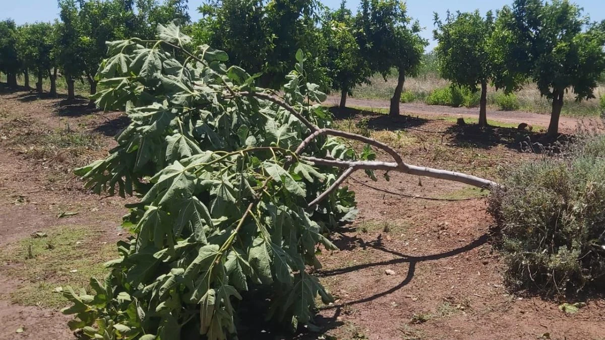 Agricultores valencianos cifran pérdidas de hasta 29 millones por el pedrisco del sábado