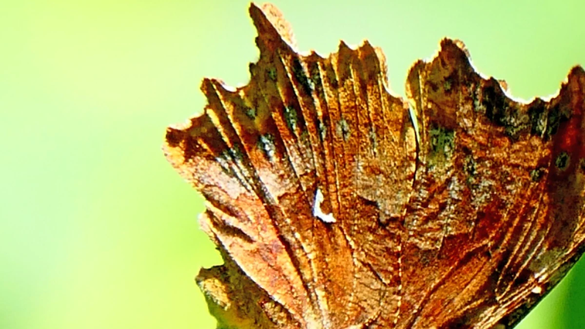 Parece una hoja seca pero, ¿sabes qué es?